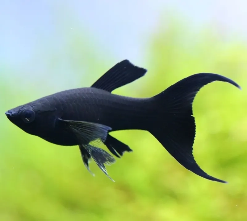 Cá hắc mollie nước lợ dễ thích nghi bể thủy sinh