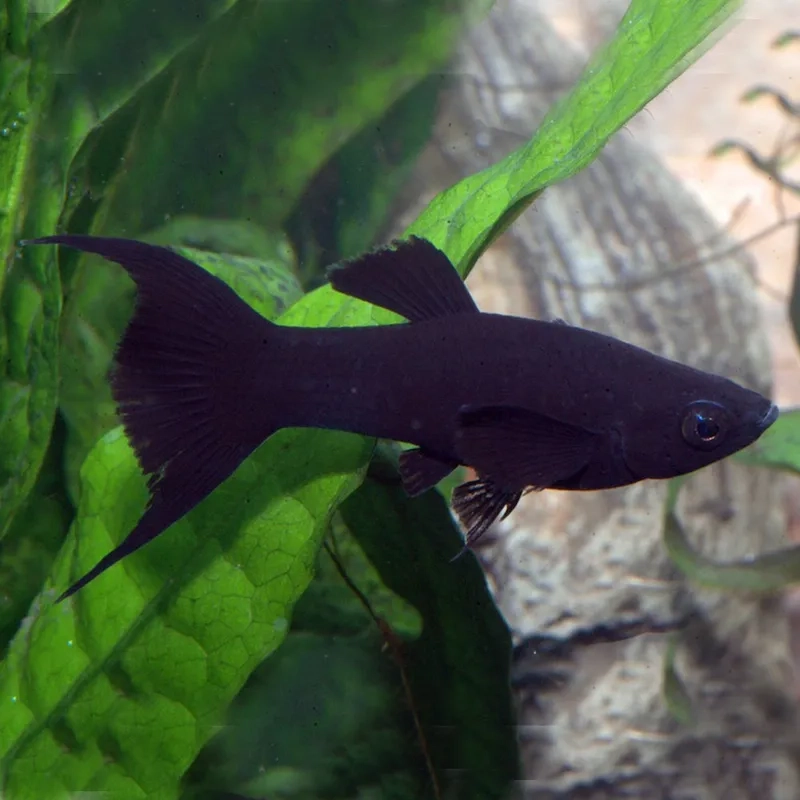 Cá hắc mollie sinh học thân thiện môi trường nuôi cảnh