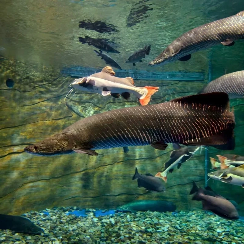 Ngắm cá Hải Tượng cá cảnh độc lạ sinh động và nổi bật