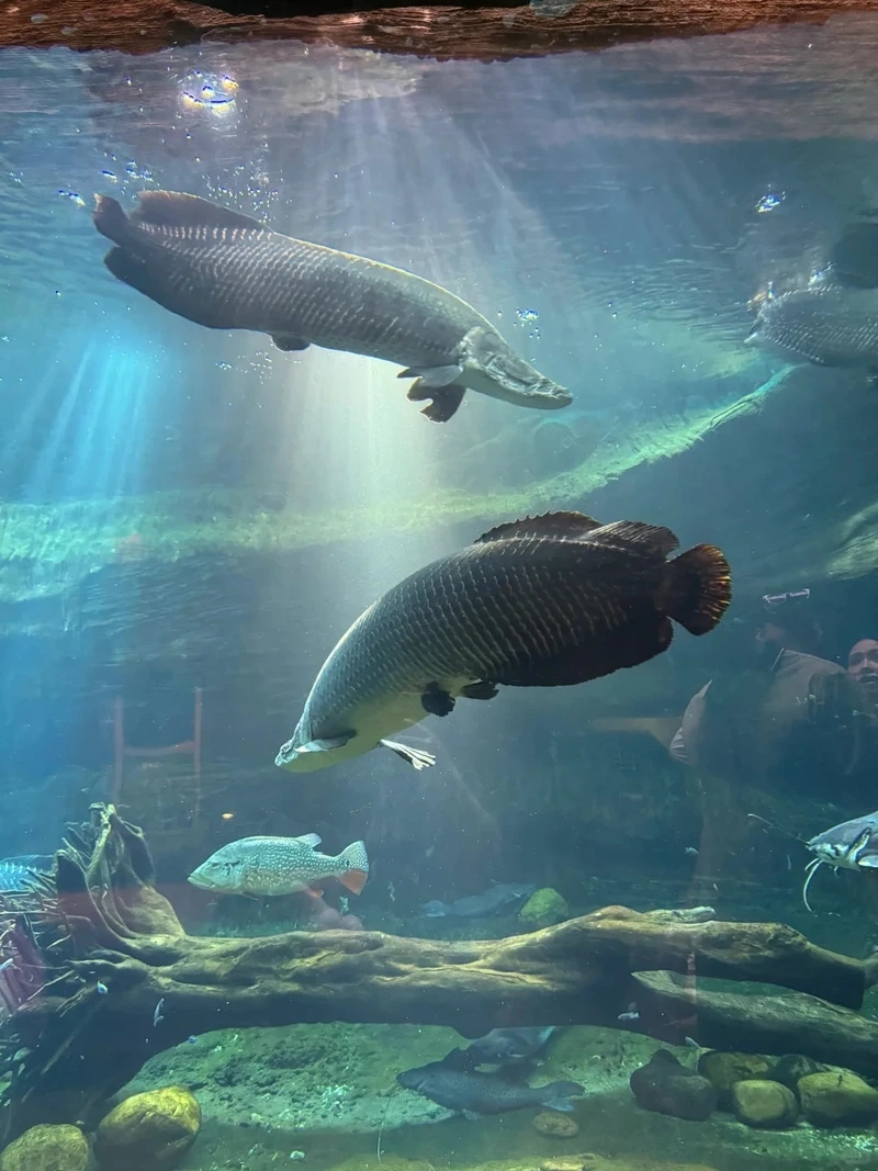 Ngắm cá Hải Tượng được ưa chuộng bơi uyển chuyển và đẹp