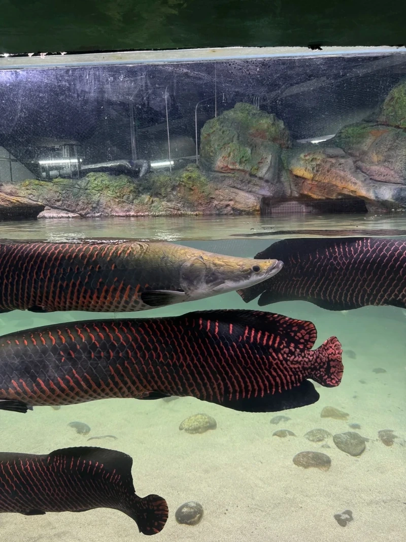 Ngắm cá Hải Tượng cá cảnh cao cấp uyển chuyển và sang trọng