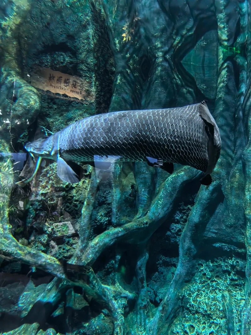 Ngắm cá Hải Tượng sống khỏe bơi mạnh