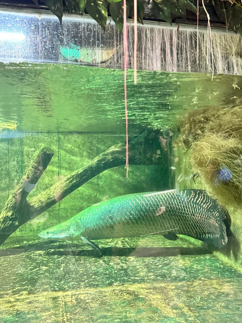 Chiêm ngưỡng cá Hải Tượng bơi uyển chuyển