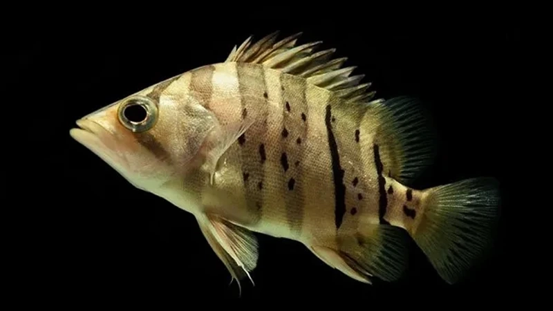 Trang trí bể với cá hổ mekong cảnh đầy ấn tượng