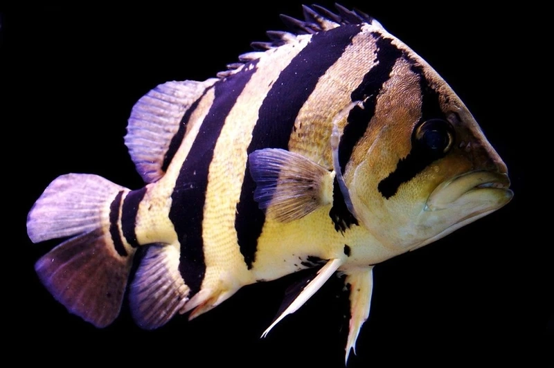 Chiêm ngưỡng cá hổ mekong khổng lồ hung dữ hồ nuôi