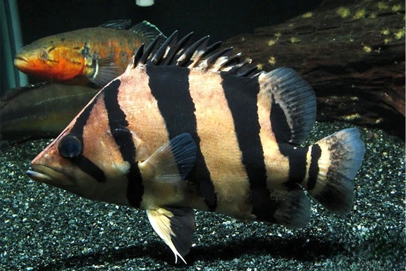 Chọn cá hổ mekong nuôi cảnh chuẩn kỹ thuật hồ kính