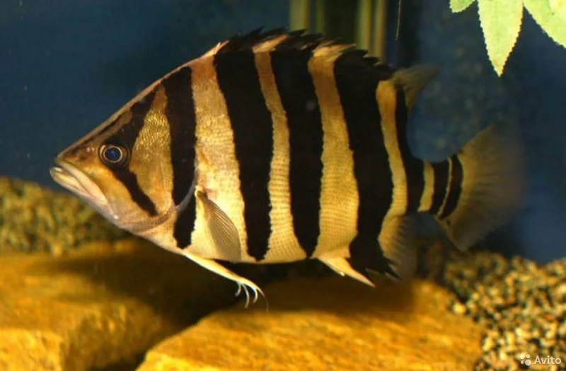 Nuôi cá hổ mekong size lớn mạnh mẽ và khỏe đẹp