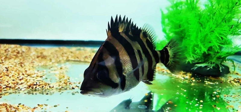 Săn cá hổ mekong hung dữ ấn tượng bể nuôi