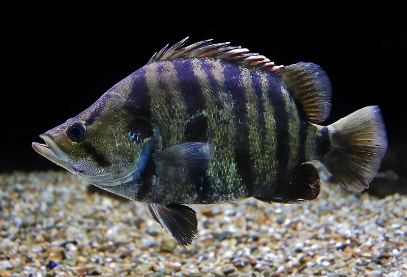 Chọn cá hổ mekong dáng đẹp nổi bật mọi góc hồ