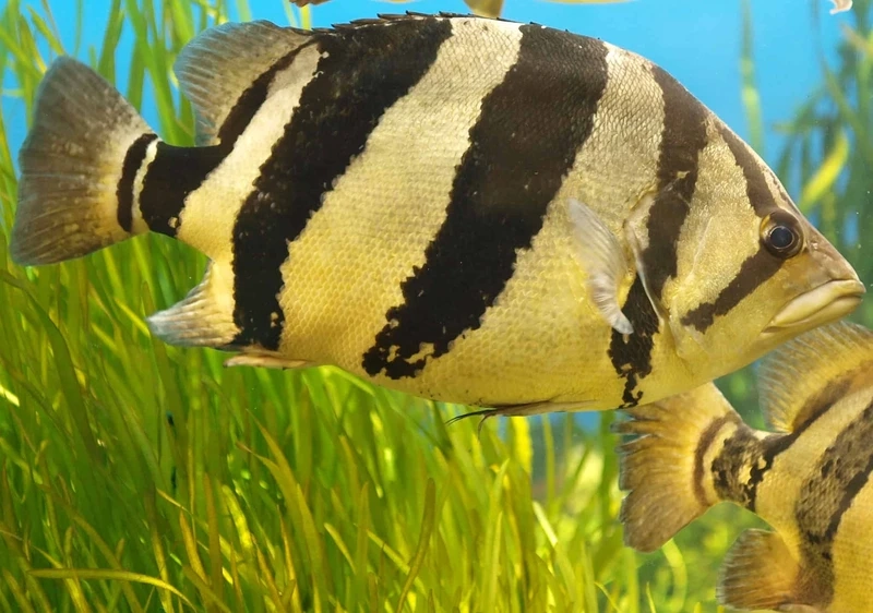 Ngắm cá hổ mekong vân sọc đẹp mắt và đặc trưng