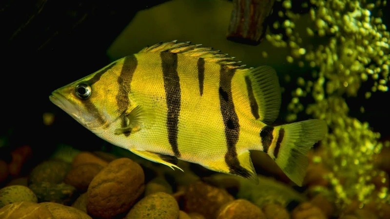 Nuôi cá hổ mekong nuôi hồ lớn thuận tiện và đẹp