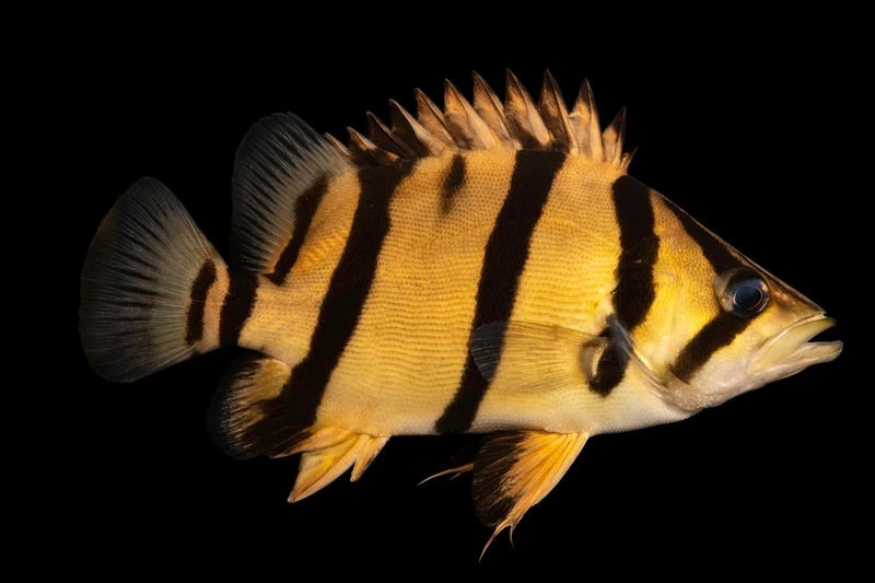 Trang trí nhà với cá hổ mekong trong nhà mạnh mẽ