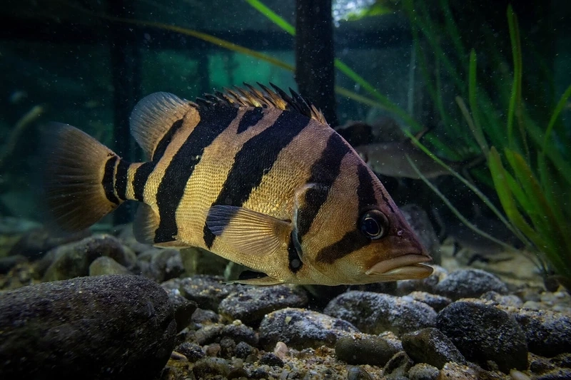 Trưng bày cá hổ mekong trưng bày nổi bật mọi góc bể