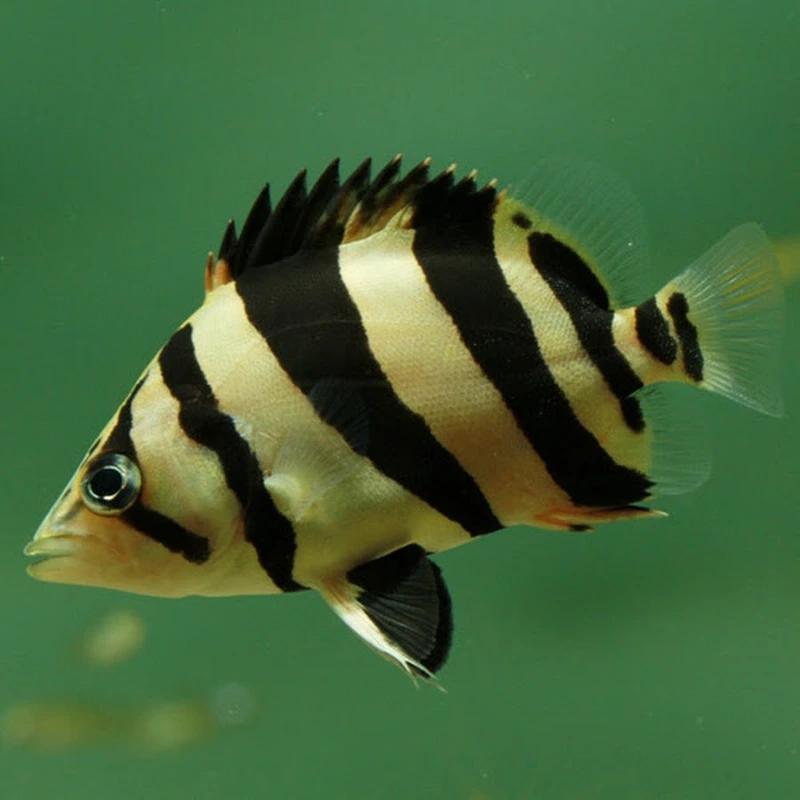 Ngắm cá hổ mekong thu hút mọi ánh nhìn bể nuôi