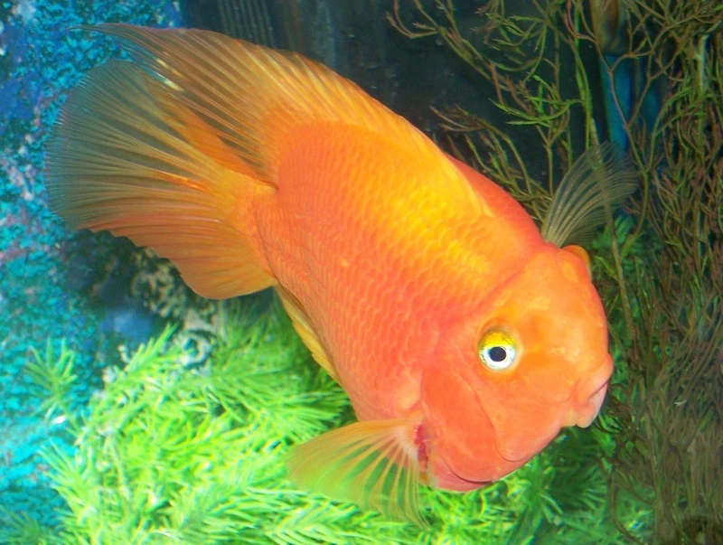 Đặc điểm nổi bật của cá Hồng Két