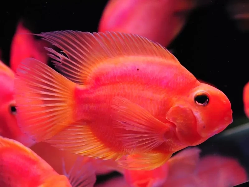 Ngắm cá hồng két đẹp bơi uyển chuyển hồ nuôi
