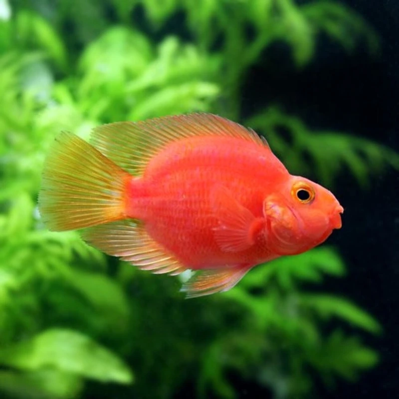 Chiêm ngưỡng cá hồng két cảnh sinh động và nổi bật