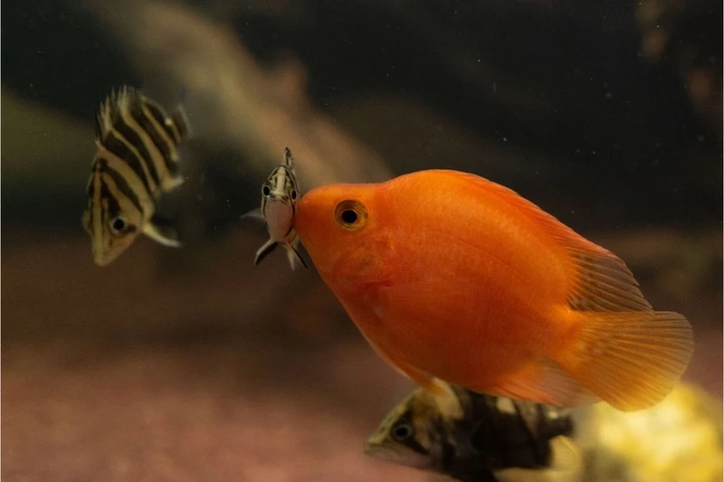 Ngắm cá hồng két màu đỏ rực rỡ mọi góc hồ