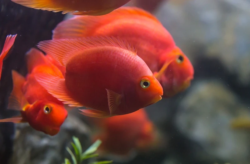 Chọn cá hồng két cao cấp sang trọng và nổi bật