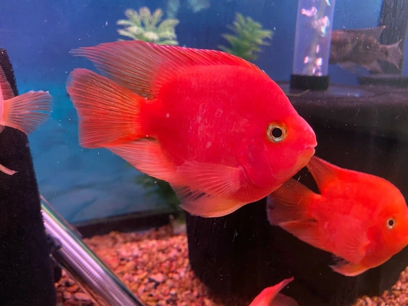 Trang trí cá hồng két sang trọng đẹp mắt mọi góc hồ