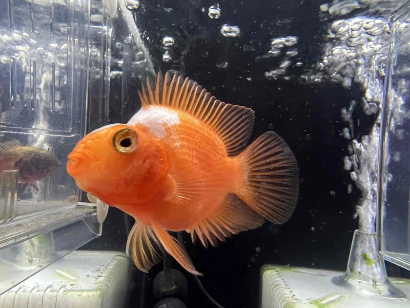 Ngắm cá hồng két bơi đẹp uyển chuyển và thu hút ánh nhìn