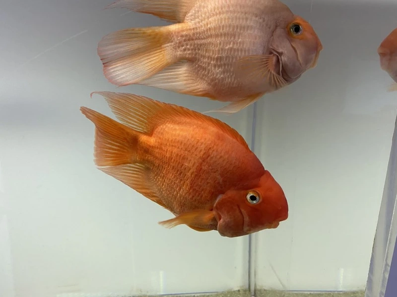 Chiêm ngưỡng cá hồng két sinh động bể kính rực rỡ