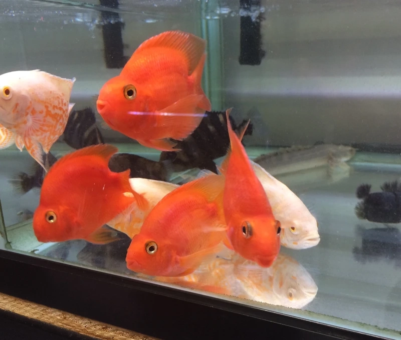 Ngắm cá hồng két decor nhà sinh động và ấn tượng