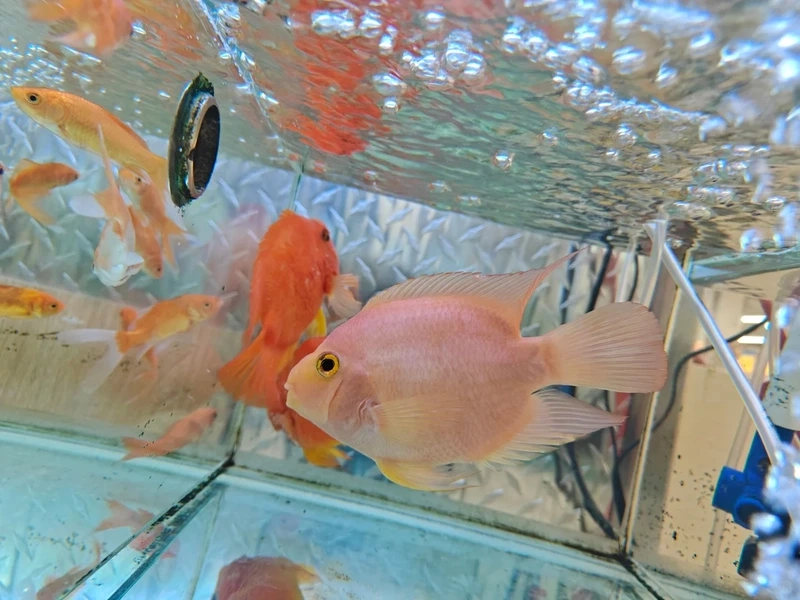 Cá hồng két trưng bày sang trọng và uyển chuyển