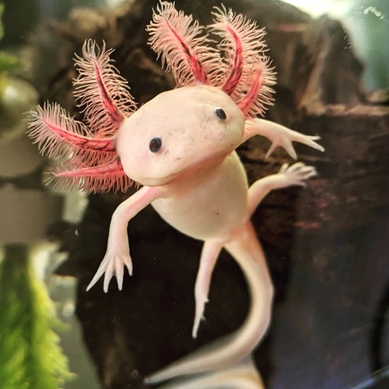 Ngắm cá khủng long đẹp bơi uyển chuyển hồ nuôi