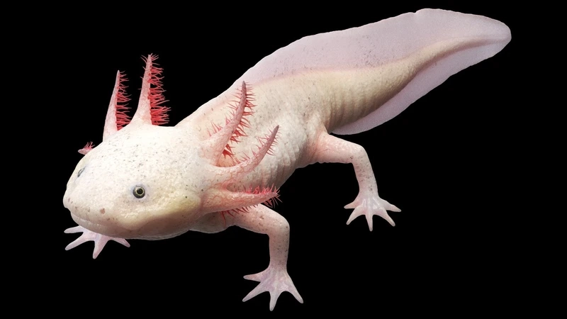 Sở hữu cá khủng long cá dữ mạnh mẽ và uyển chuyển