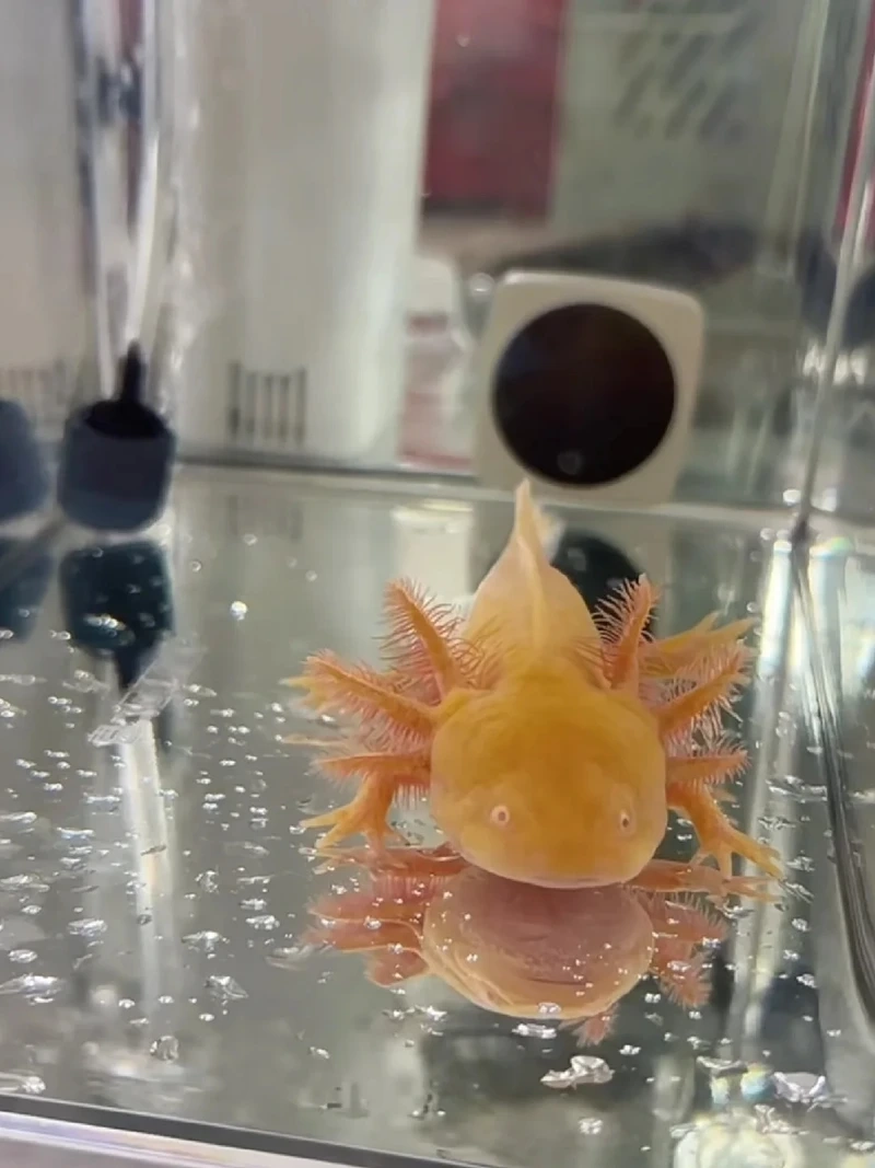 Trang trí cá khủng long nuôi cảnh nổi bật bể nuôi