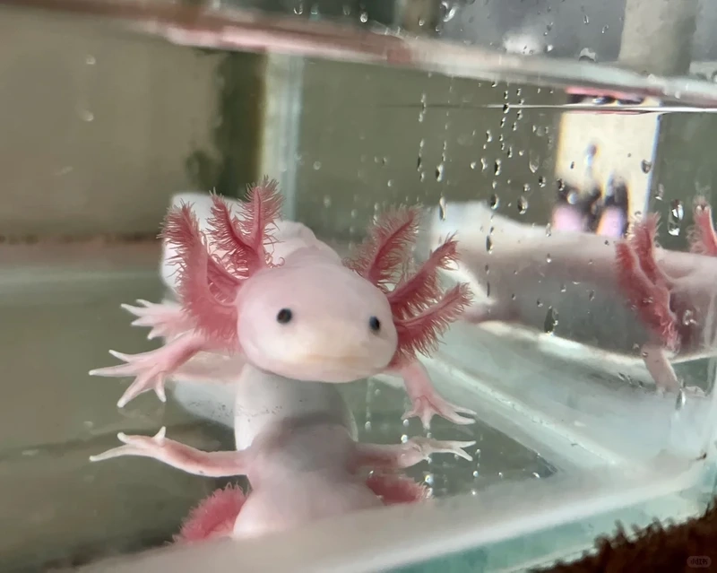 Nuôi cá khủng long nuôi hồ lớn bơi uyển chuyển và khỏe