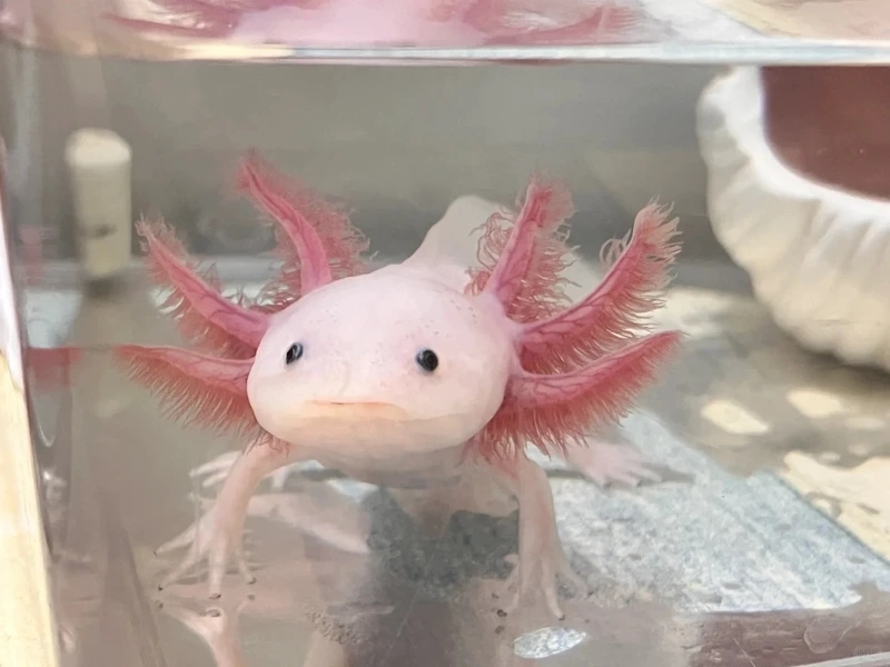 Chiêm ngưỡng cá khủng long bơi khỏe sinh động và ấn tượng