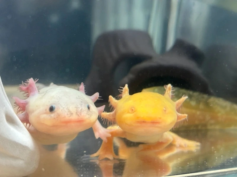 Sở hữu cá khủng long quý hiếm độc lạ và nổi bật