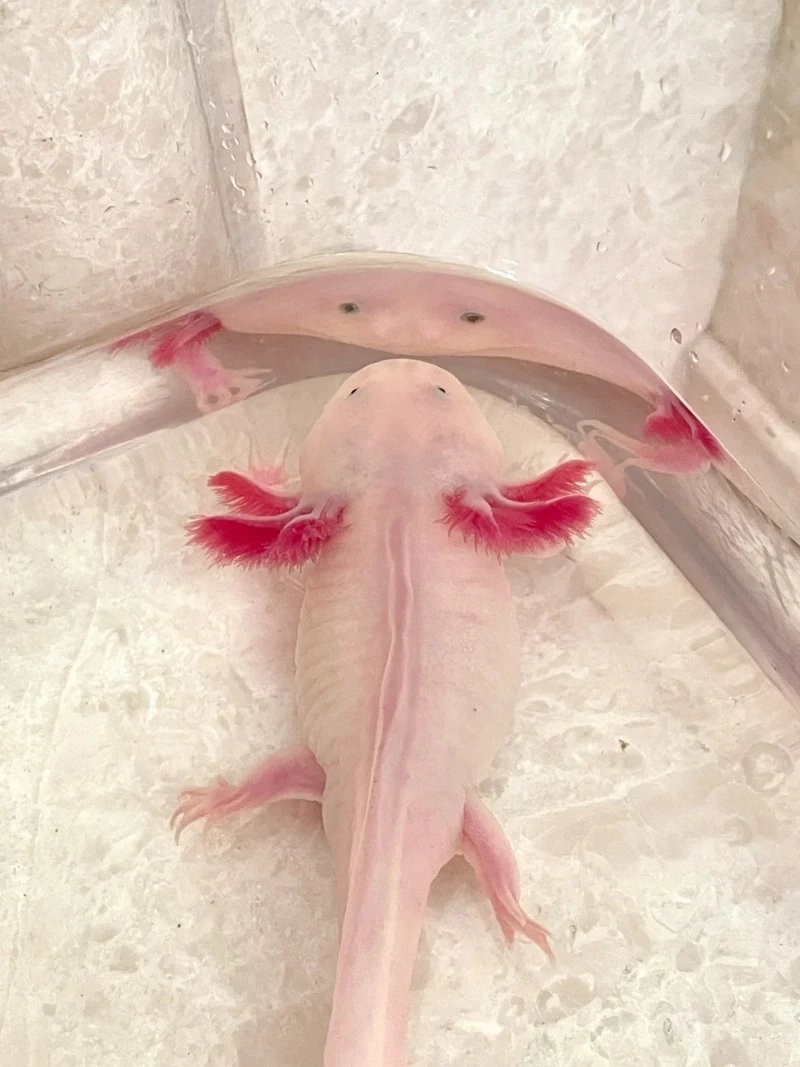 Chọn cá khủng long trưởng thành bơi uyển chuyển bể lớn