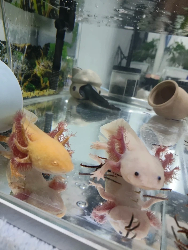 Cá khủng long trưng bày đẹp mắt không gian lớn