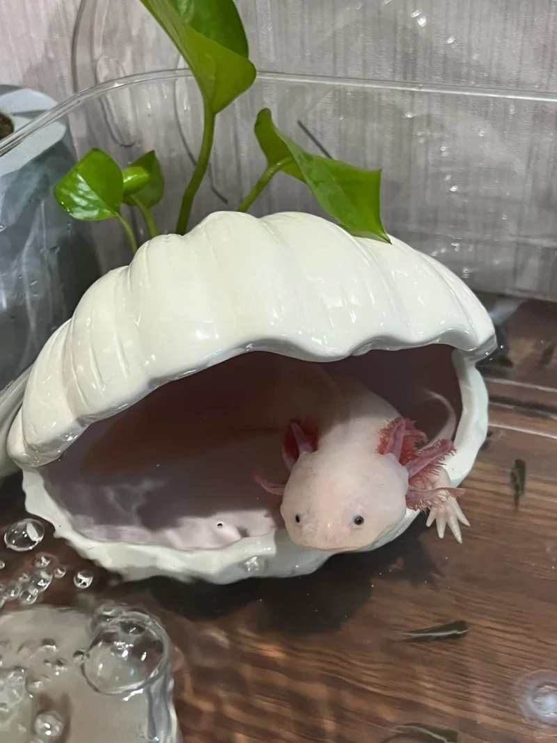 Ngắm cá khủng long phong cách hoang dã mạnh mẽ