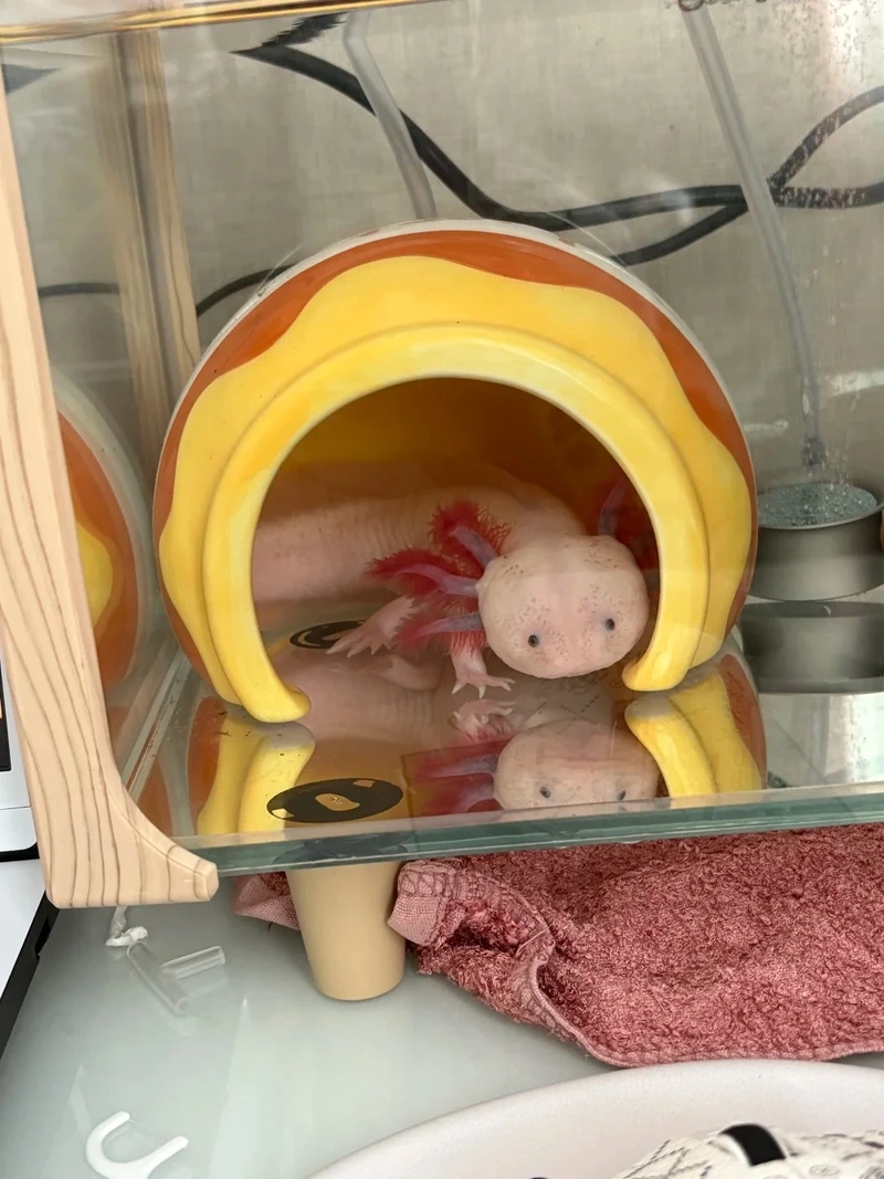 Ngắm cá khủng long trong nhà sinh động và nổi bật