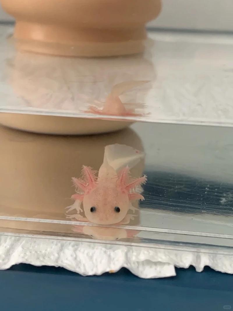 Sở hữu cá khủng long độc lạ nổi bật bể kính sinh động