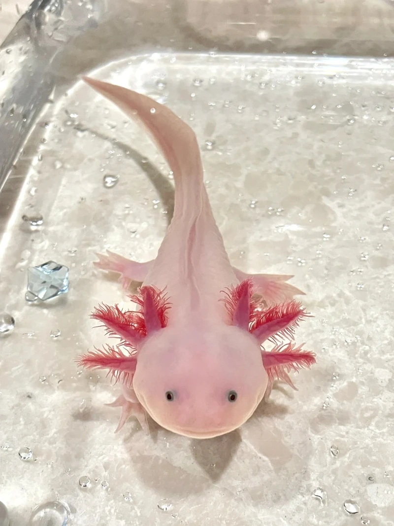 Chiêm ngưỡng cá khủng long nổi bật bơi khỏe