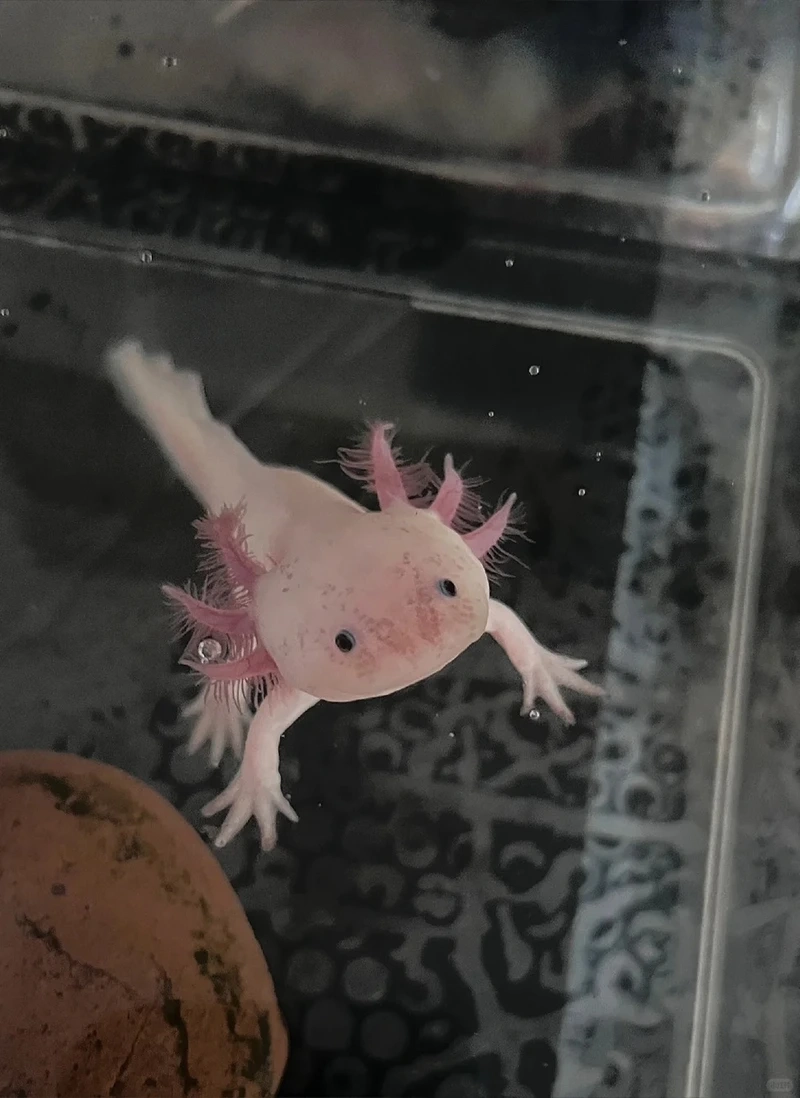 Ngắm cá khủng long đẹp mắt sinh động mọi góc bể