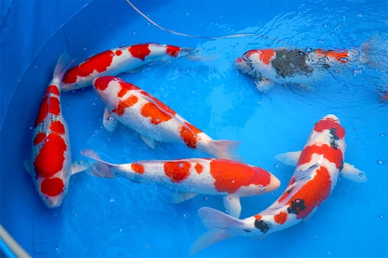 Thưởng thức bơi lội của cá Koi đẹp đầy màu sắc