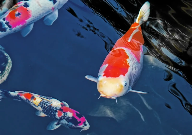 Thích hợp cho không gian nhỏ cá Koi mini đầy sức sống