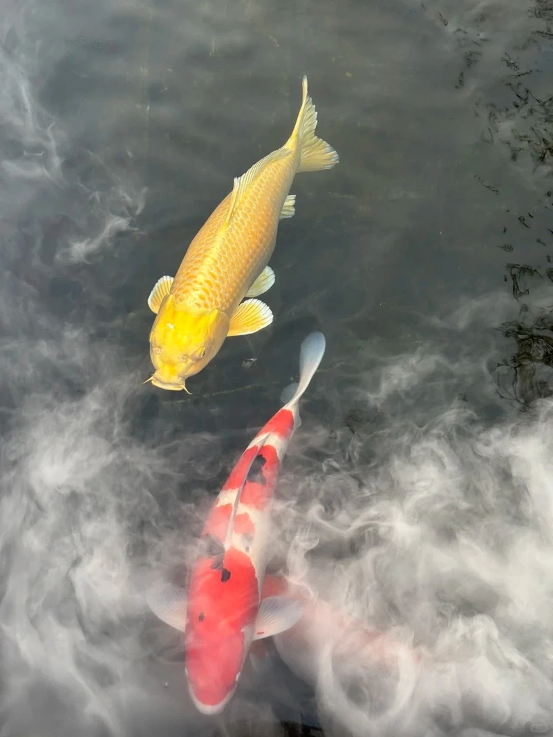 Nuôi cá Koi trong hồ dễ dàng và hiệu quả tại nhà