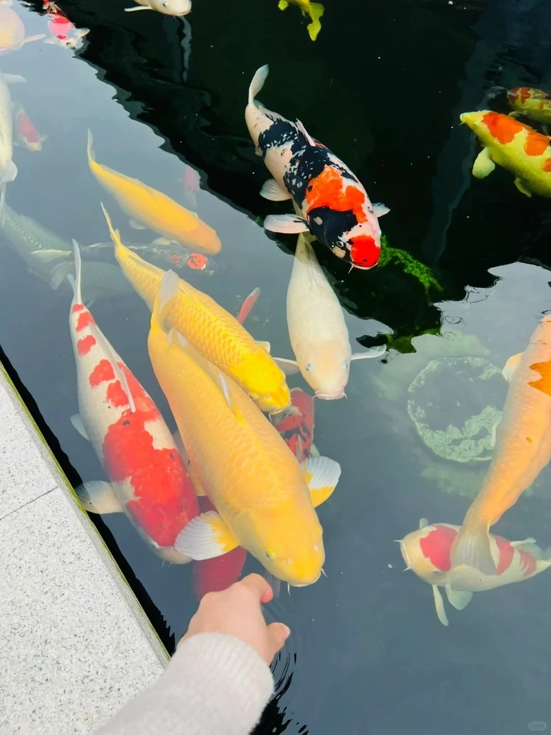 Trang trí cá Koi trong hồ để hồ thêm sinh động