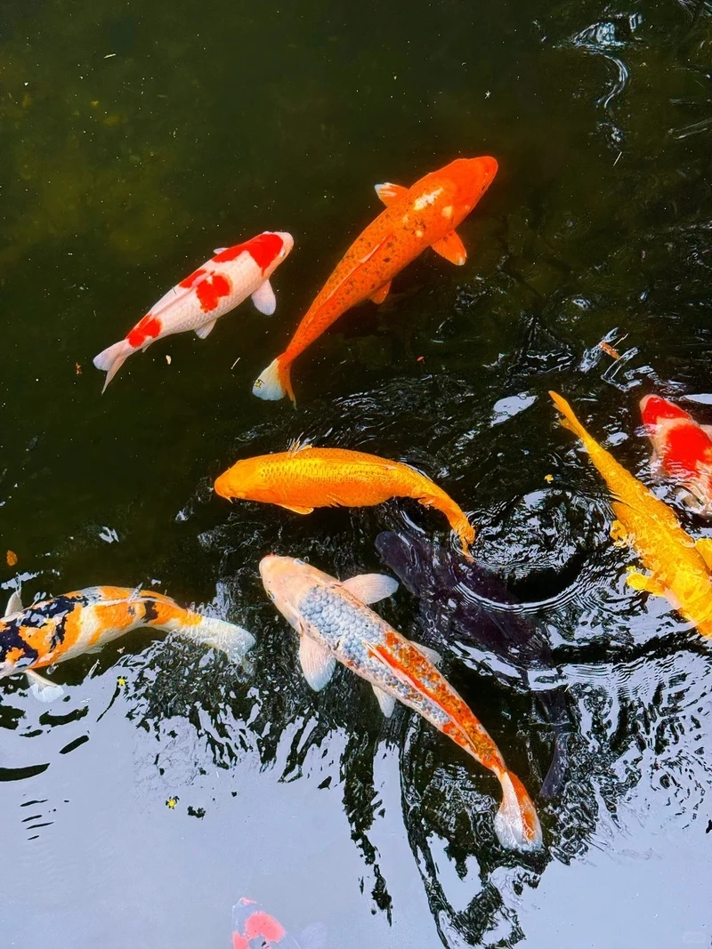 Chọn cá Koi trang trí để hồ cá thêm ấn tượng