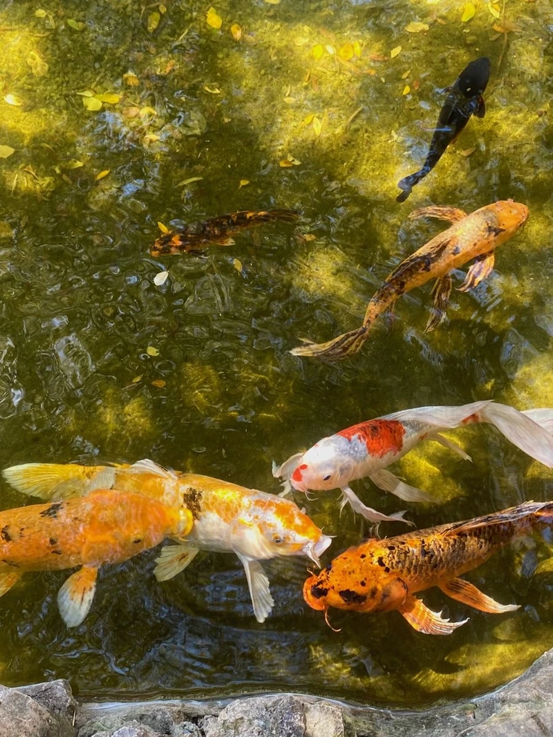 Trải nghiệm đẳng cấp cùng cá koi nhật nhập khẩu