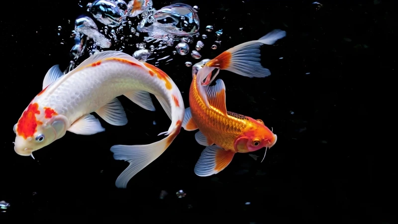 Tận hưởng màu sắc sống động với cá koi nhật size lớn