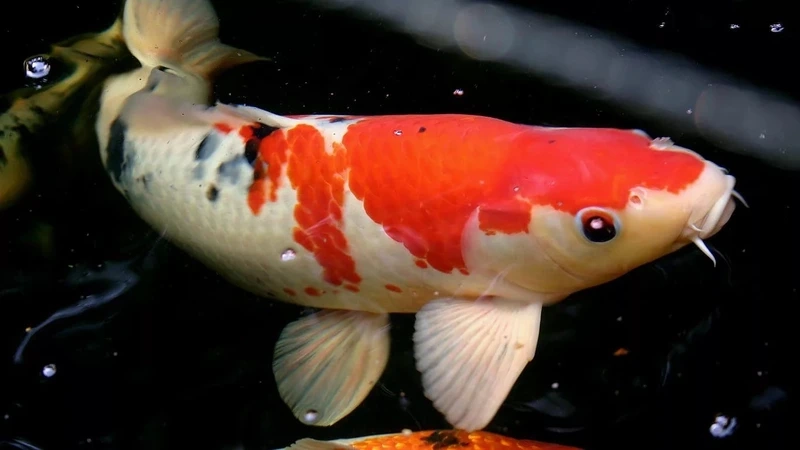 Hồ cá thêm sinh động cùng cá koi nhật hồ cá