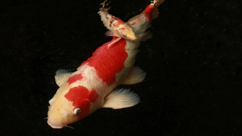 Hồ cá thêm nổi bật với cá koi nhật vảy đẹp